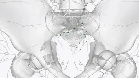 The lymph nodes are small, bean-shaped organs located throughout the body Stock Illustration