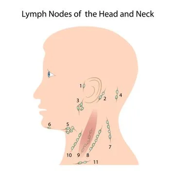 Lymph nodes of the head and neck Stock Illustration