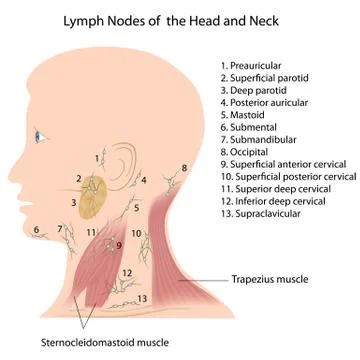 Lymph nodes of the head and neck Stock Illustration