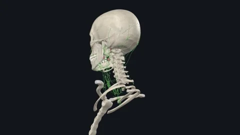 Lymph Nodes of Neck 3d Stock Footage 252010647