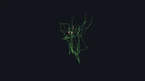 Lymph Nodes of Neck 3d Stock Footage 252011179
