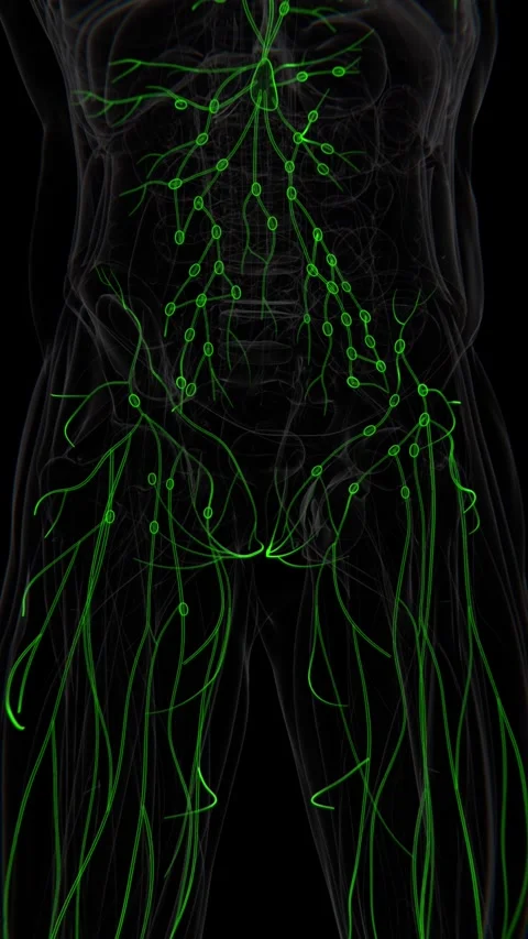 Lymph Nodes Video in Vertical | Lymph Nodes Animation Conceptual  Video | Stock Footage 278455368