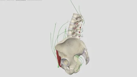 Lymph Vessels of Abdominal Wall Stock Footage 252010525