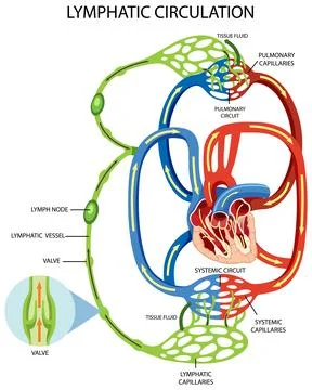 Lymphatic Circulation System Diagram Stock Illustration