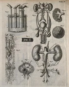 Lymphatic, genitourinary and nervous systems. Engraving, 18th century. Stock Illustration