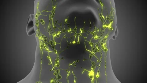 Lymphatic Glands Supporting Immune System Function Stock Footage 303229933