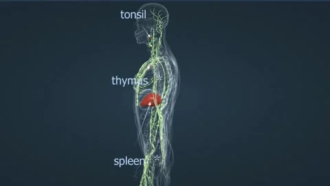 Lymphatic system anatomy Stock Footage 260250619