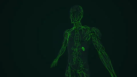Lymphatic System Anatomy in Humans Stock Footage 262532215