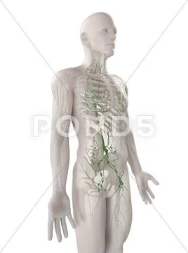 Lymphatic system, artwork Stock Illustration