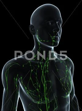 Lymphatic system, artwork Stock Illustration