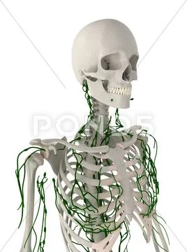 Lymphatic system, artwork Stock Illustration