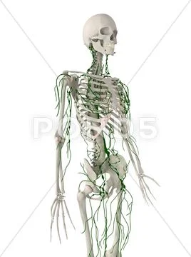 Lymphatic system, artwork Stock Illustration