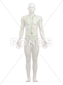 Lymphatic system, artwork Stock Illustration