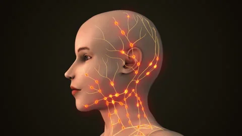 Lymphatic System Circulating Fluids and Fighting Infections Stock Footage 287338417