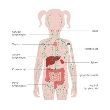 Lymphatic system concept Stock Illustration