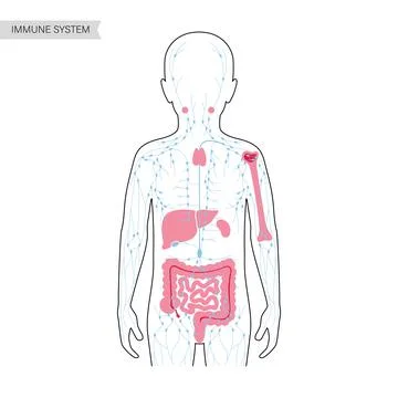 Lymphatic System Concept Stock Illustration