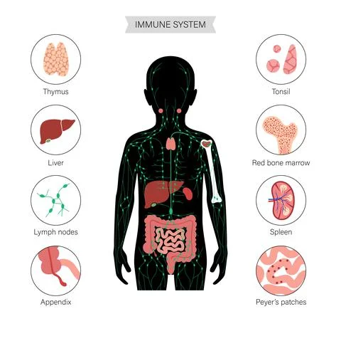 Lymphatic System Concept Stock Illustration