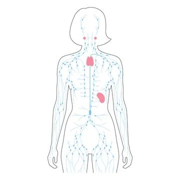 Lymphatic System Concept Stock Illustration