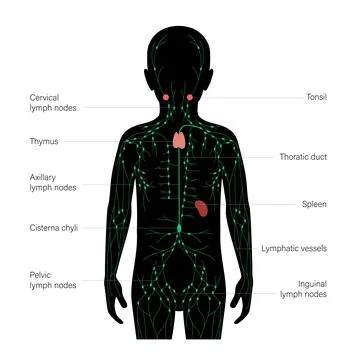 Lymphatic System Concept Stock Illustration
