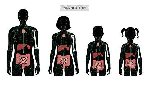 Lymphatic System Concept Stock Illustration