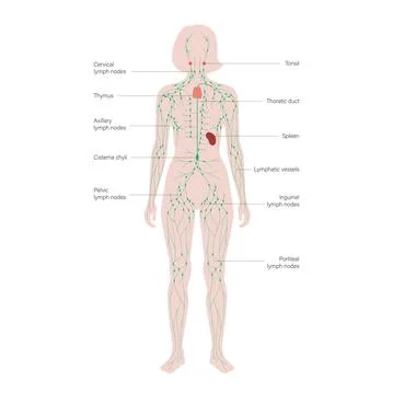 Lymphatic System Concept Stock Illustration