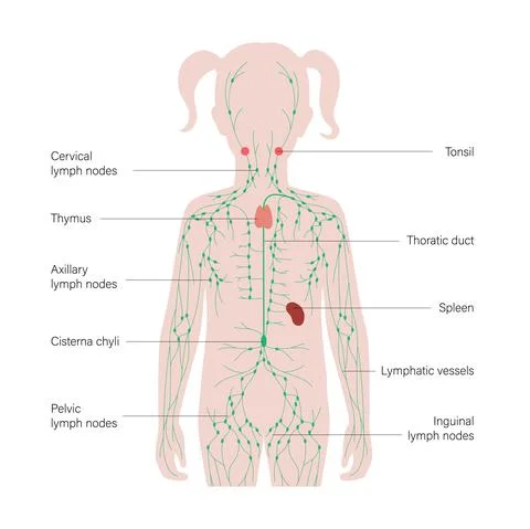 Lymphatic System Concept Stock Illustration