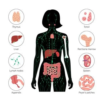 Lymphatic System Concept Stock Illustration