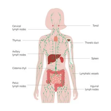 Lymphatic System Concept Stock Illustration
