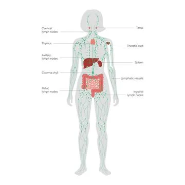 Lymphatic System Concept Stock Illustration