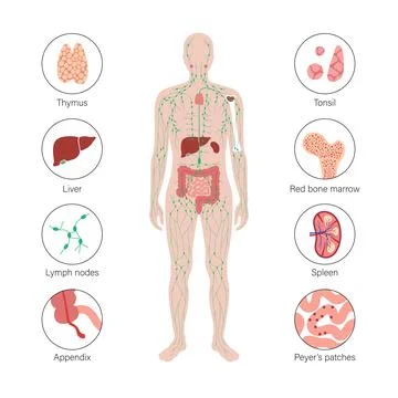 Lymphatic System Concept Stock Illustration