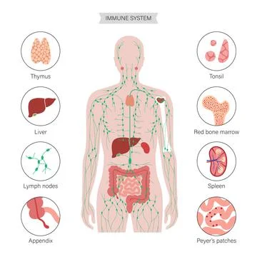 Lymphatic System Concept Stock Illustration