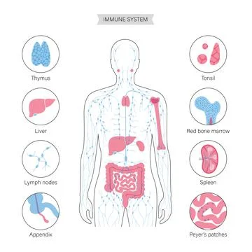 Lymphatic System Concept Stock Illustration