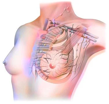 Lymphatic system drawing Lymphatic system of the breast with lymph nodes a... Stock Photos