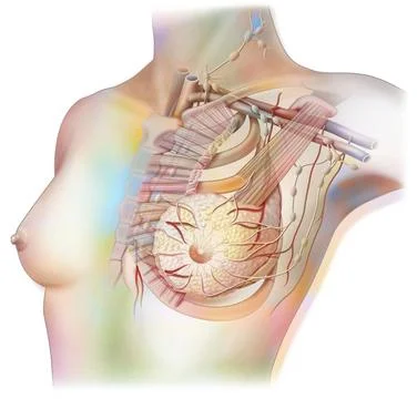 Lymphatic system drawing Lymphatic system of the breast with lymph nodes a... Stock Photos