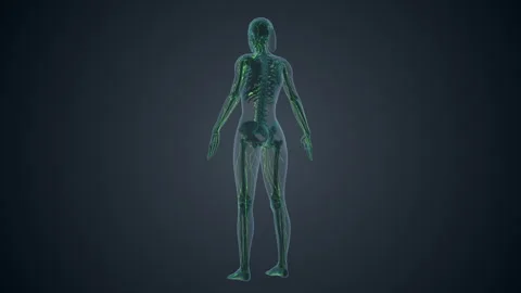 Lymphatic system of female body Vídeos de archivo 242947697