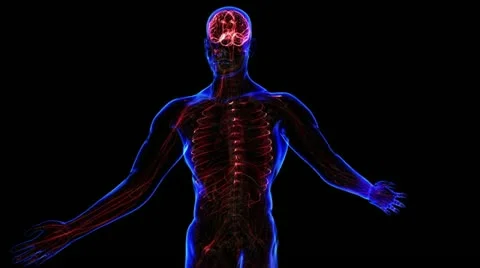 Lymphatic System Stock Footage 21893227