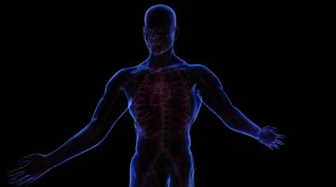 Lymphatic System Stock-Footage 21893321