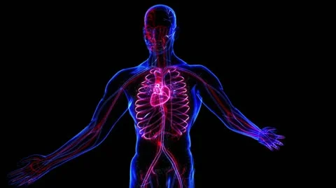 Lymphatic System Vidéo 21893327