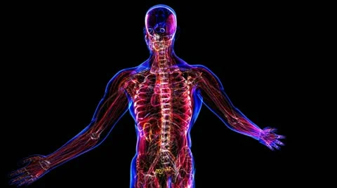 Lymphatic System Stock Footage 21893329