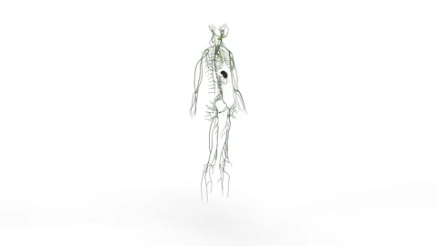 Lymphatic System Stock Footage 289390137