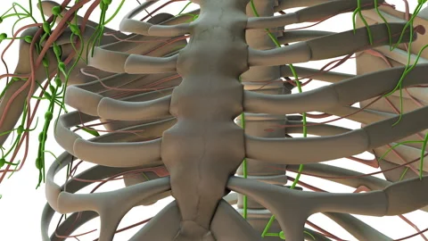 The Lymphatic System in the Human Body 스톡 동영상 255165822