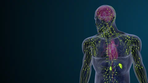 Lymphatic system of the human body Stock Footage 276452268