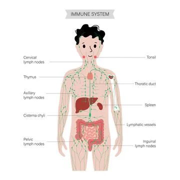 Lymphatic system in human body Stock Illustration