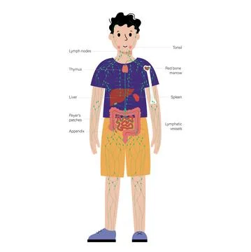 Lymphatic system in human body Stock Illustration