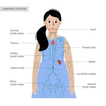 Lymphatic system in human body Stock Illustration