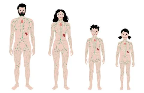 Lymphatic system in human body Stock Illustration