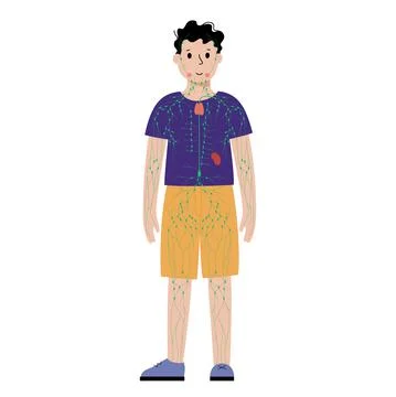Lymphatic system in human body Stock Illustration