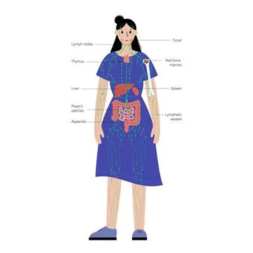 Lymphatic system in human body Stock Illustration