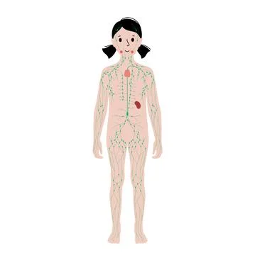 Lymphatic system in human body Stock Illustration