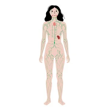 Lymphatic system in human body Stock Illustration